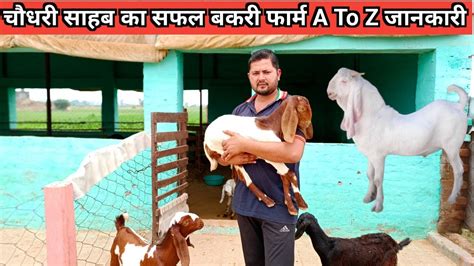 चौधरी साहब का सफल बकरी फार्म Shamli A To Z जानकारी Goat Farm Tour