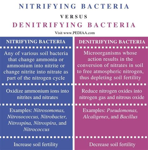 What is the Difference Between Nitrifying and Denitrifying Bacteria ...