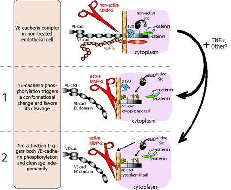 Phosphorylation Et Clivage De La Ve Cadh Rine Induits Par Tnf