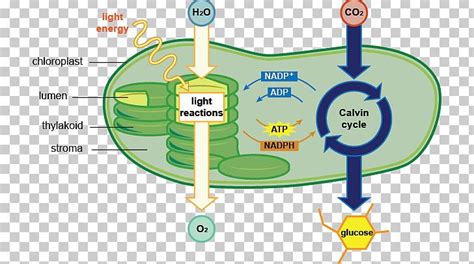 Photosynthesis Chloroplast Cell Diagram Chlorophyll PNG, Clipart, Adenosine Triphosphate, Area ...