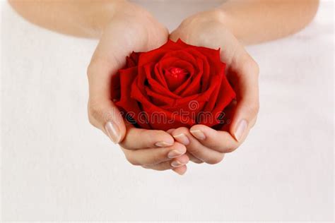 Beautiful Woman Hand Holding A Red Rose Stock Photo Image Of Gift