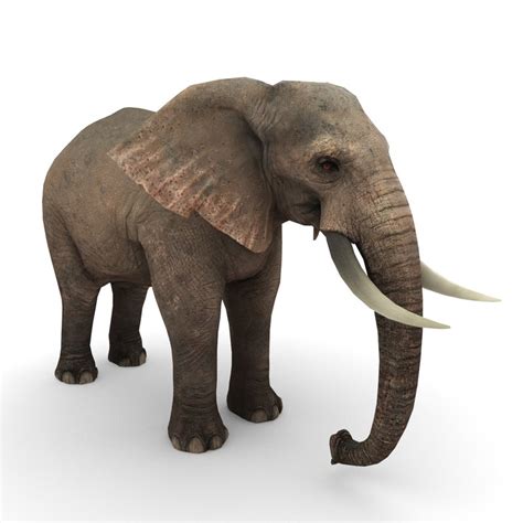 African Elephant 3d Model Turbosquid 1393163