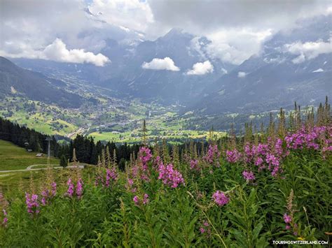 Grindelwald or wengen which is better touring switzerland – Artofit