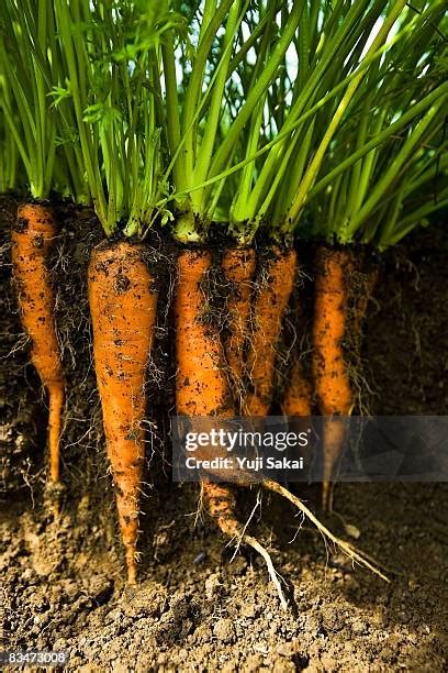 Carrot Roots Photos And Premium High Res Pictures Getty Images