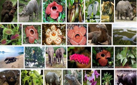 Ips Terpadu Xi A Usaha Konservasi Flora Dan Fauna Di Indonesian Dan Dunia