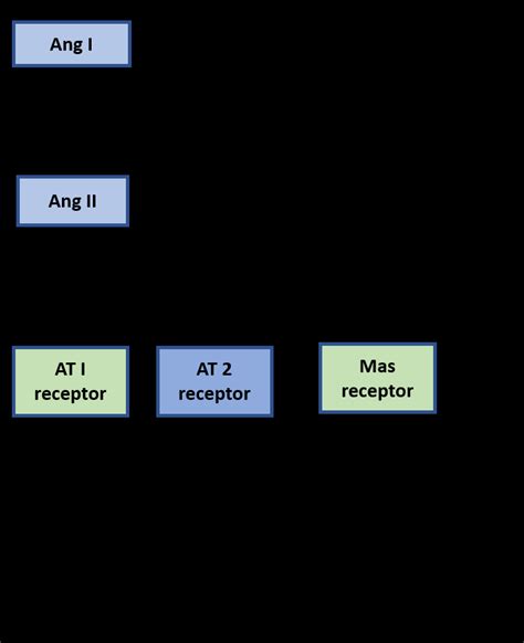 A Schematic Diagram Showing The ACE Ang I AT 1 Receptor Pathway And