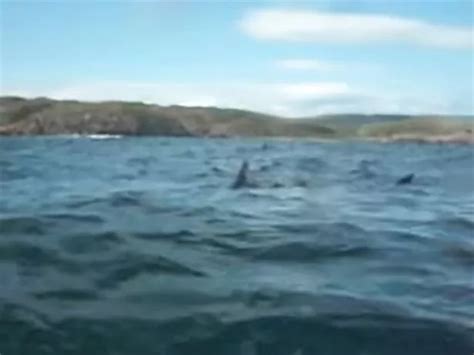 Great white shark 'spotted off coast of Scotland' is 'compelling ...
