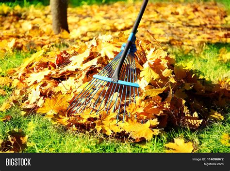 Raking Fall Leaves Image And Photo Free Trial Bigstock