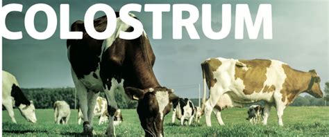 All About Bovine Colostrum