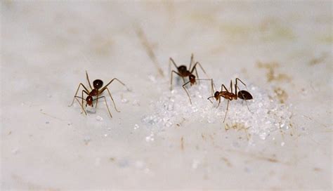 5 Natural Ways to Exterminate Ants - House Integrals