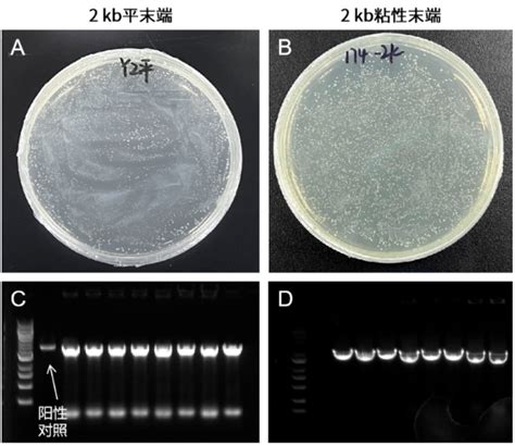 涨知识克隆专题一：不同分子克隆方法介绍上