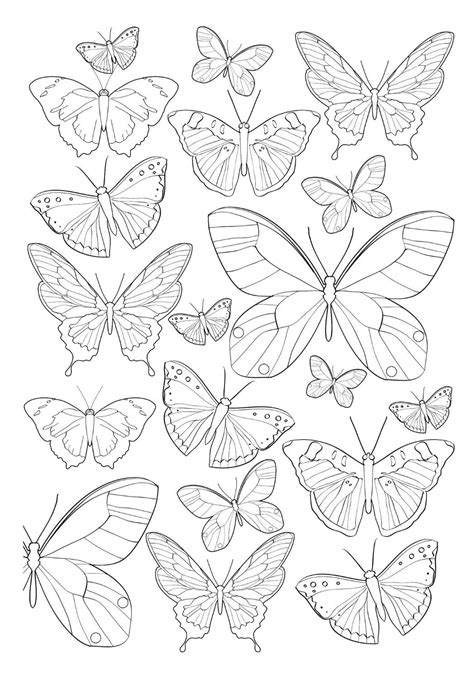 Jardim Desenho Borboleta Para Colorir Borboletas Para Colorir Desenhos