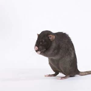 Brown Rat Rattus Norvegicus Standing On Its Hind Legs