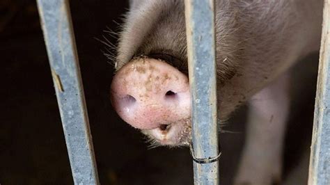 African Swine Fever Outbreak in Meghalaya: No human casualties ...