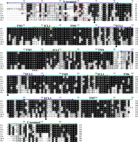 Multiple Alignment Of The Deduced Amino Acid Sequences Of Ccr The