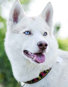 Husky Names - Great Name Ideas For Siberian and Alaskan Huskies