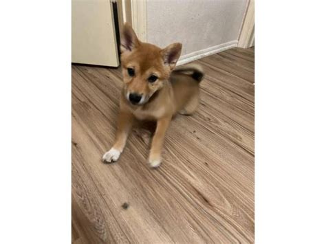 Shiba Inu purebred puppies for sale Phoenix - Puppies for Sale Near Me