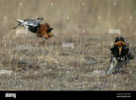 Male Ruff Lekking Hi Res Stock Photography And Images Alamy