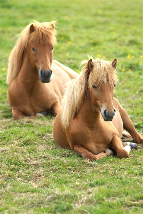 Island Ponys Pferde Kostenloses Foto Auf Pixabay Pixabay