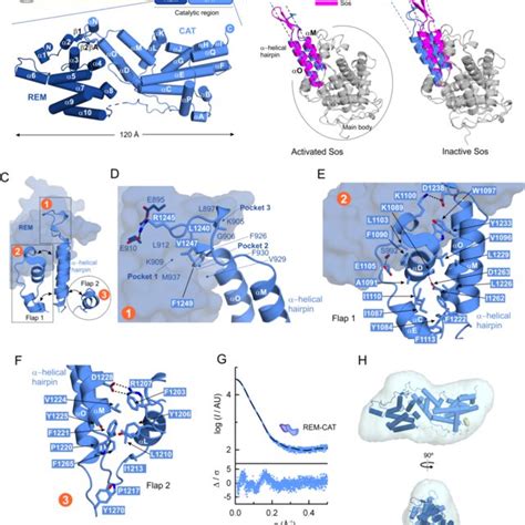 Structure Of The Catalytic Region Of Caras Guanine Nucleotide Exchange