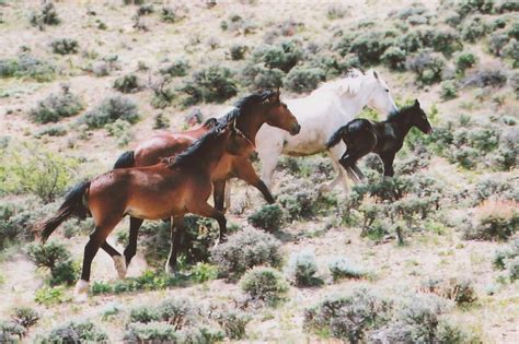 John Bradford Branney, Author : SAND and SAGE and the Wild Horse Herd