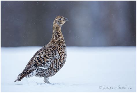 Tetřívek obecný (Tetrao tetrix) , samička | Jan Pavlíček