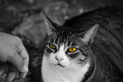 Gato Animal Ojos - Foto gratis en Pixabay - Pixabay