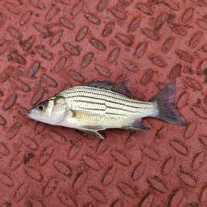 List Of Fish Species In Lake Barkley Updated Pond Informer