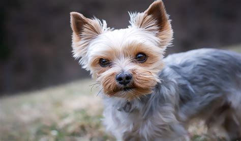 Cuidados B Sicos Del Yorkshire Terrier