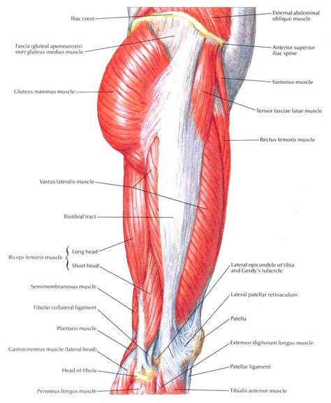 Image Gallery Lateral Hip Muscles