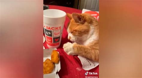 TikTok Viral Gato Finge Estar Dormido Para Intentar Robarle Comida A