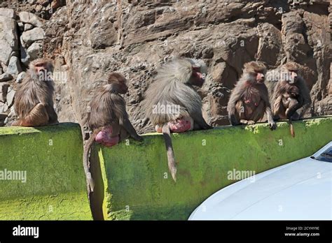 The Monkey In Mountains Of Saudi Arabia Stock Photo Alamy