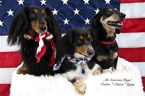 Three Dachshunds Sitting In Front Of An American Flag With The Words