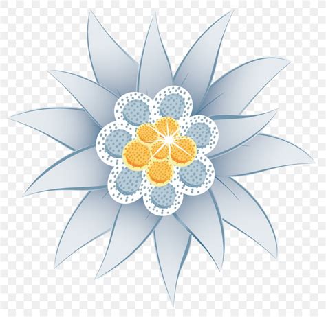 Edelweiss Flower Euclidean Vector Illustration PNG 800x800px