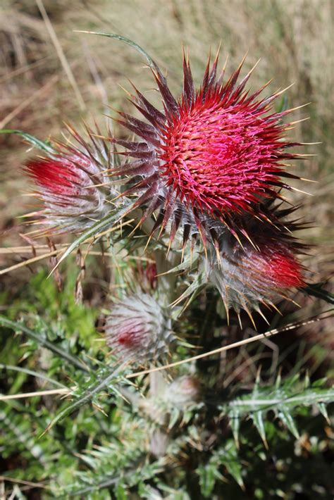 Cardo Santo Plantas Del Municipio De Coixtlahuaca Inaturalist