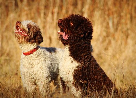 25 European Dog Breeds – PureWow