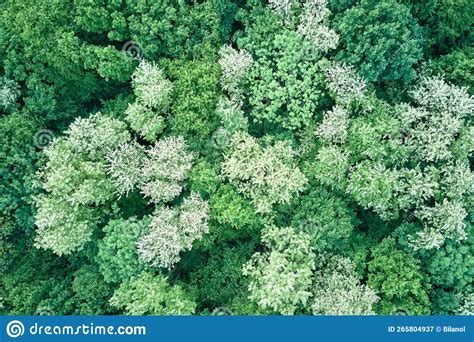 Aerial View Of Dark Lush Forest With Blooming Green Trees Canopies In