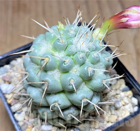 Shpr Mammillaria Schumannii F Monstrosa