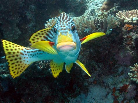 a blue and yellow fish with black dots on it's face