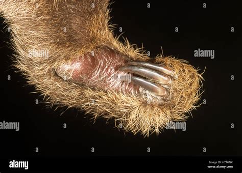 Hoffmann's Two-toed Sloth (Choloepus hoffmanni) detail of claws and ...