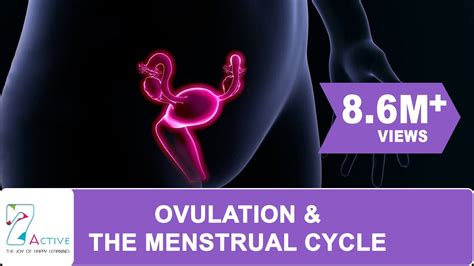 Explain The Menstrual Cycle By Completing The Chart A Visual Reference