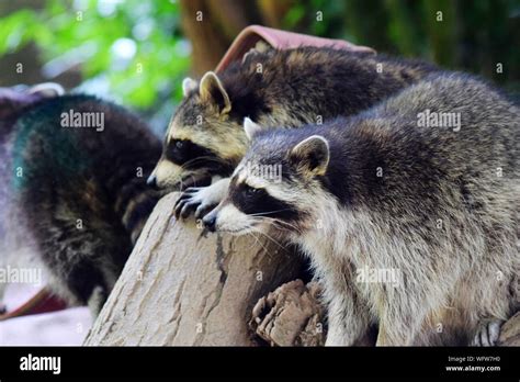 Three Raccoons Hi Res Stock Photography And Images Alamy