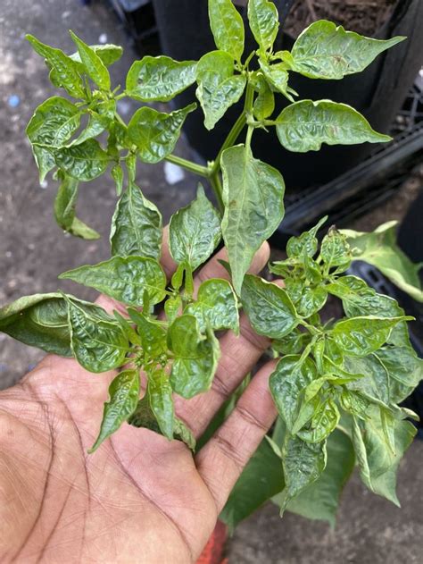 Upward Curling On Pepper Plants Leaves After Heavy Rains In