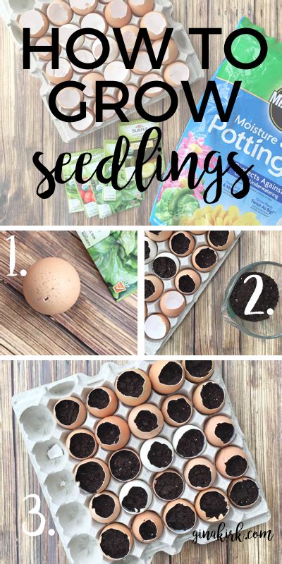 How To Grow Seedlings In Eggshells Artofit