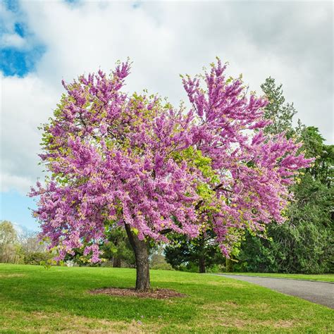 Cercis Canadensis Lavender Twist - Lavender Plant