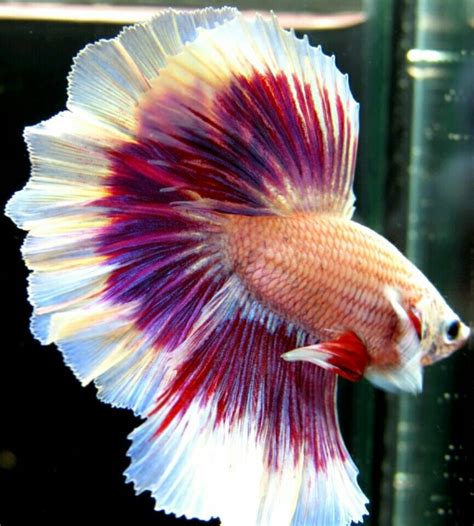 king koi betta Betta male - koibait