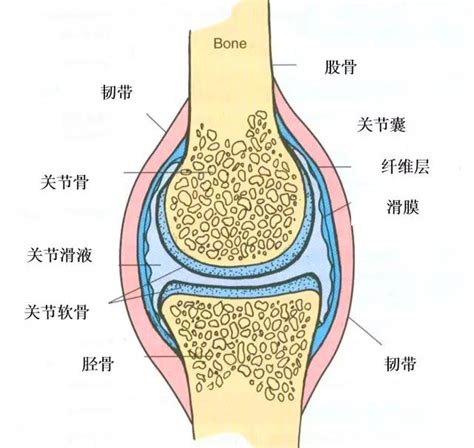 膝关节滑膜炎自我康复 知乎