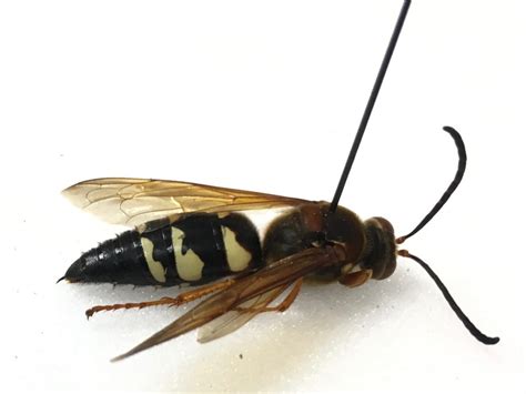 Cicada Killer Pacific Cicada Killer With Cicada Entomology Today Their Nesting Grounds Are