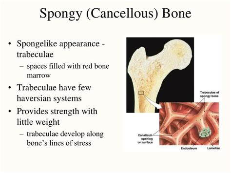 PPT - Bone Tissue PowerPoint Presentation - ID:1308140