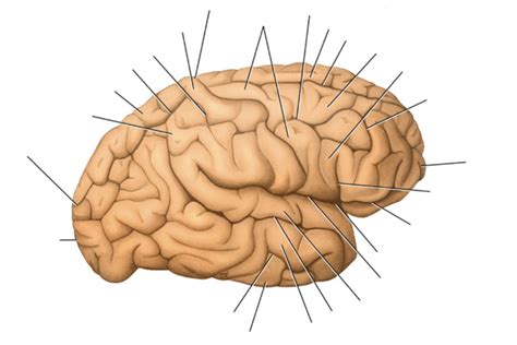 Lateral View Of The Right Cerebral Hemisphere Part 1 Diagram Quizlet